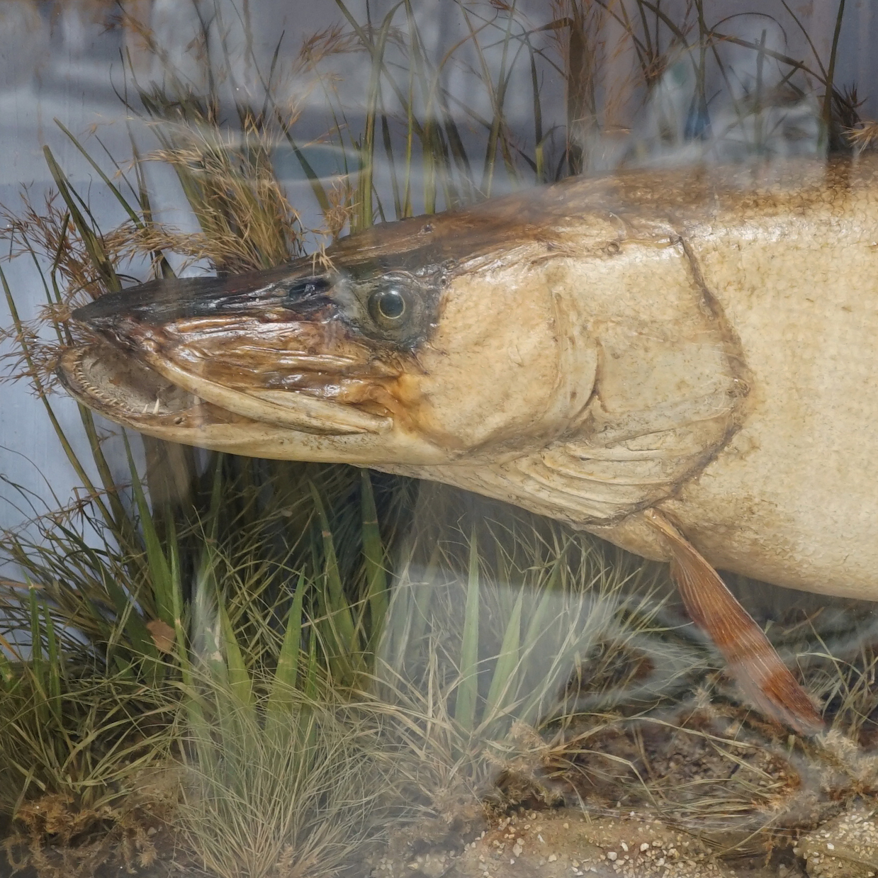 A taxidermic pike, in glazed case, label states ‘Caught in the River Stour by H. Barnes April 9th 1898 Weight 12lbs’. Case 99.5cm x 39cm x 21cm